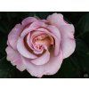 123860 3 123860 3 123860 3 123860 3 123860 3 rosa blue girl 2