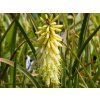 Kniphofia citrina (2)