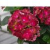 Hydrangea macrophylla Hy Pe Original 'Mophead Red' (2)