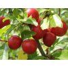 Červená slivoň 'Hollywood' - kontejner  Prunus cerasifera 'Hollywood'