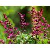Šalvěj Salgoon® 'Lake Flamingo' - Salvia Salgoon® 'Lake Flamingo'  Salvia Salgoon® 'Lake Flamingo'