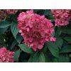 Hortenzie latnatá 'Bonfire®'  Hydrangea paniculata 'Bonfire®'