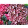 Hydrangea macrophylla Rebellion Pistachio Love 20240723 2