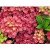 Hydrangea macrophylla Rebellion Pistachio Love 20240702 3