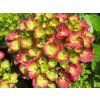 Hydrangea macrophylla Rebellion Pistachio Love 20240601 1