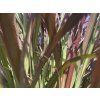 124568 2 dochan sety chelsea pennisetum advena chelsea