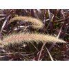 124568 1 dochan sety chelsea pennisetum advena chelsea