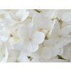 Hydrangea pan. Magical Andes L (detail 1)