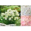 Hortenzie latnat� �Magical Andes�� (Balen� kontejner C7,5)