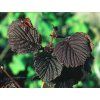 Corylus avellana Rode Zellernoot 03