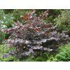 da62d56e7d corylus roter zellernote (1)