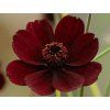 124634 1 124634 1 cosmos atrosanguineus