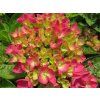 Hydrangea macrophylla Rebellion Dark Pink Love 20240601 1