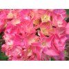 Hydrangea macrophylla Rebellion Pink Love 20240601 1