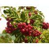 Jeřáb 'Likernaja' - kontejner  Sorbus aucuparia ´Likernaja´