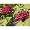 Jeřáb 'Titan' - kontejner  Sorbus aucuparia 'Titan'