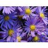 Hvězdnice křovitá 'Lady in Blue' - Aster dumosus 'Lady in Blue'  Aster dumosus 'Lady in Blue'
