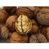 Ořešák 'Apollo' - kontejner  Juglans regia ´Apollo´