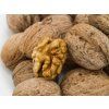 Ořešák 'Jupiter' - kontejner  Juglans regia  'Jupiter'