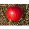 Jabloň 'Katia' - kontejner  Malus domestica 'Katia'