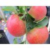 Jabloň 'Lord Lambourne Red' - kontejner  Malus domestica 'Lord Lambourne Red'