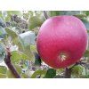 Jabloň 'Lord Lambourne Red' - kontejner  Malus domestica 'Lord Lambourne Red'