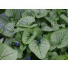 brunnera macrophylla looking glass 1 5 22a c58691c718