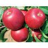 Jabloň 'Hana' - kontejner  Malus domestica 'Hana'