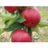 Jabloň 'Rajka' - kontejner  Malus domestica 'Rajka'