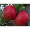 Jabloň 'Red Topaz' - kontejner  Malus domestica 'Red Topaz'