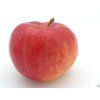Jabloň 'Red Topaz' - kontejner  Malus domestica 'Red Topaz'