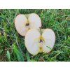 Jabloň 'Merkur' - kontejner  Malus domestica 'Merkur'