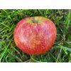 Jabloň 'Merkur' - kontejner  Malus domestica 'Merkur'