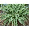 Bohyška 'Silly String' PBR - Hosta 'Silly String' PBR  Hosta 'Silly String' PBR