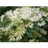 Sambucus nigra a 2 ws 500x500@2x