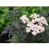 Sambucus Laced Up 6