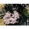 Bez černý 'Laced Up' PBR  Sambucus nigra 'Laced Up' PBR