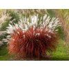 Ozdobnice ��nsk� �Lady in Red� - Miscanthus sinensis �Lady in Red� (Balen� kontejner p12)