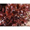 124988 dristal thunberguv pygruzam pygmy ruby