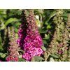 Komule Davidova Butterfly Candy 'Little Cerise'  Buddleja davidii Butterfly Candy 'Little Cerise'