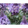 Komule Davidova 'Little Rockstars'® Blue  Buddleja davidii 'Little Rockstars'® Blue