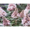 Komule Davidova 'Little Rockstars'® Pink  Buddleja davidii 'Little Rockstars'® Pink