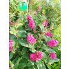 Komule Davidova 'Little Rockstars'® Red  Buddleja davidii 'Little Rockstars'® Red