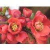 Chaenomeles CidoRed
