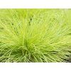 Kostřava sivá 'AmiGold' - Festuca glauca 'AmiGold'  Festuca glauca 'AmiGold'