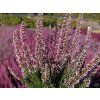 Calluna vulgaris Dunja (4)