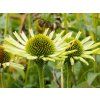 Echinacea Green Jewel (1)