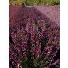 Calluna vulgaris Linda (1)
