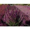 Calluna vulgaris Linda (2)