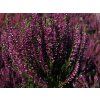 Calluna vulgaris Linda (4)